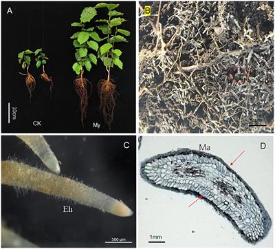 The ectomycorrhizal fungus Scleroderma bovista improves growth of hazelnut seedlings and plays a role in auxin signaling and transport